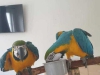 Papaanlar, macaw da kuu ve doa koruma alan