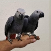 Papaanlar, macaw da kuu ve doa koruma alan   yeniden yu