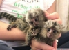 Parmak marmoset maymunlar