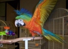 Part d macaw blu e oro n vendta