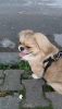 Pekines 1.5 yanda erkek