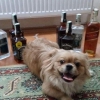 Pekines 1.5 yanda erkek