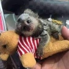 Pigme marmoset maymunu mevcuttur;;;