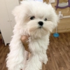 Playful teacup maltese puppies