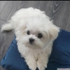 Playful teacup maltese puppies