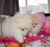 Pomeranian bir ev aryorum