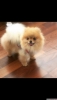 Pomeranian boo