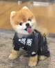 Pomeranian boo kukla yeni evler aryor