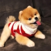 Pomeranian boo kukla yeni evler arıyor