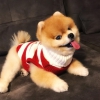 Pomeranian boo kukla yeni evler aryor