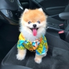 Pomeranian boo kukla yeni evler aryor