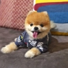 Pomeranian boo kukla yeni evler aryor