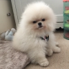 Pomeranian boo yavrular