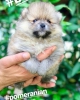 Pomeranian boo yavrularmz