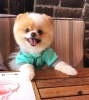 Pomeranian boo yavrularimiz reticiden