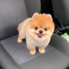 Pomeranian boo yavrularmz uygun fyatlarla