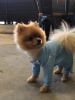 Pomeranian boo yavrularmz uygun fyatlarla