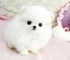 Pomeranian kpek