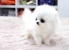 Pomeranian kpek