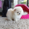 Pomeranian kpek yavrusu