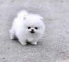 Pomeranian puppies k adopci