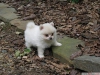 Pomeranian puppies k adopci