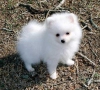 Pomeranian puppies k adopci