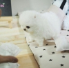 Pomeranian puppies uygun