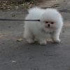 Pomeranian retim tantm