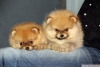 Pomeranian veteriner kimlii var