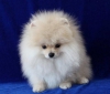 Pomeranian yavru dii-erkek, boo yavru