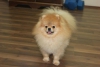 Pomeranian yavru dii-erkek, boo yavru