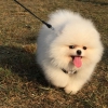 Pomeranian yavru77766