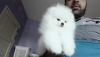 Pomeranyan poodle m =karmm =  --- x (bakersfield)