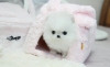 Pomeranyan poundun doping lovely puppes  poundun pomeranya