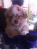 Pomerian shihtzu mix bebilerimiz var uygun fiyata vericem