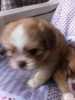 Pomerian shihtzu mix bebilerimiz var uygun fiyata vericem