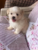 Pomerian shihtzu mix bebilerimiz var uygun fiyata vericem