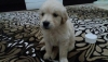 Satlk 2 aylk dii golden retriever