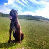 Presa Canario yavrular