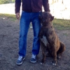 Presa Canario yavrular