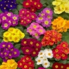 Primula danova hibrid iei tohumu