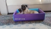 Pug mops yavrular