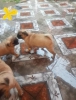 Pug puppes for sale