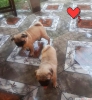 Pug puppes for sale