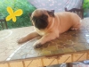 Pug puppes for sale