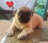 Pug puppes for sale