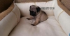 Pug yavrularm ev ortamndan 0532 577 4789