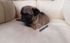 Pug yavrularm ev ortamndan 0532 577 4789