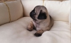 Pug yavrularm ev ortamndan 0532 577 4789